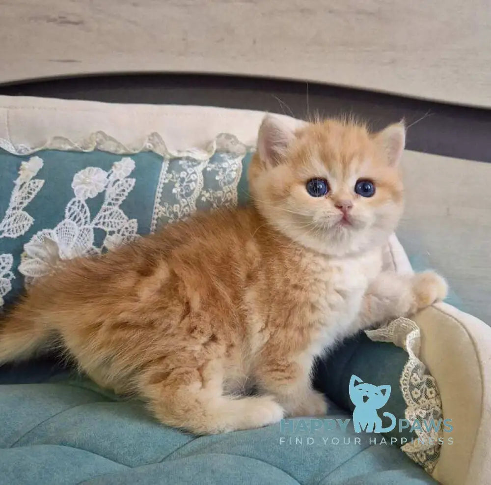 Mark Scottish Straight male black golden tabby live animals