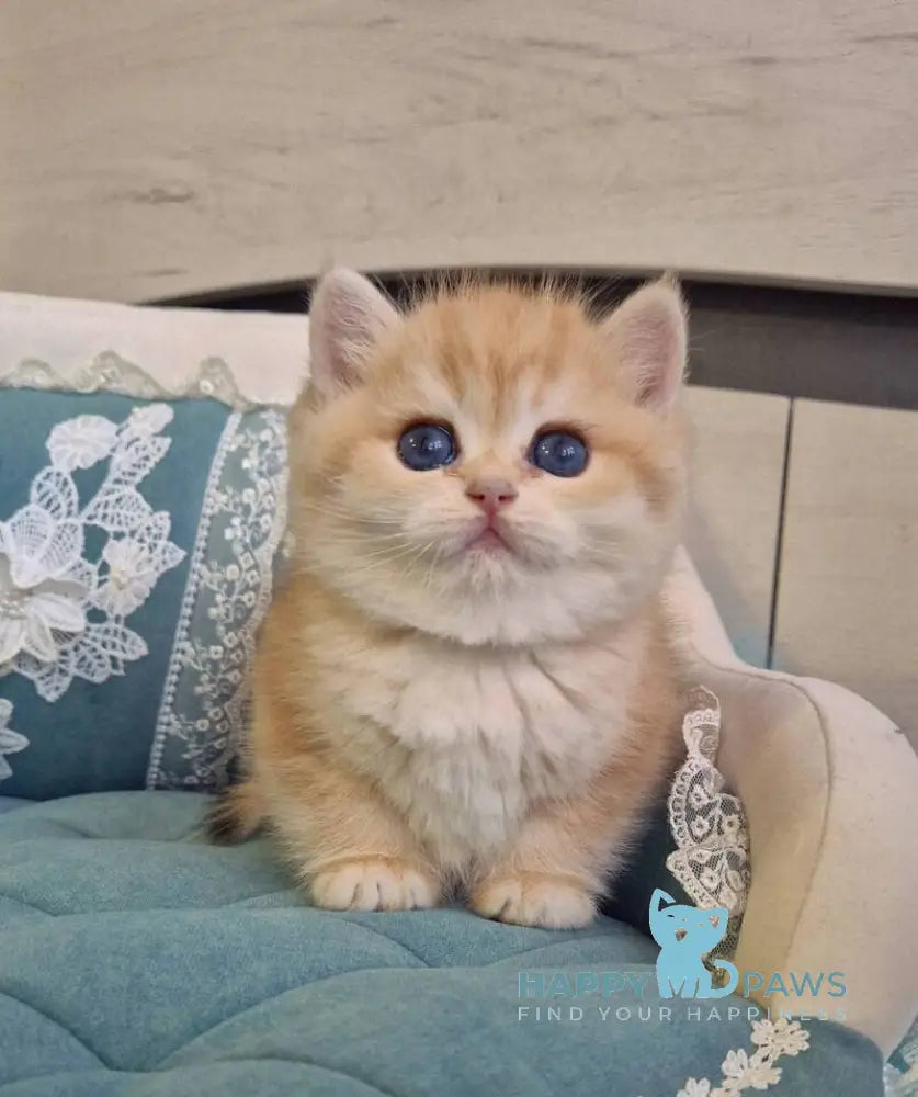 Mark Scottish Straight male black golden tabby live animals