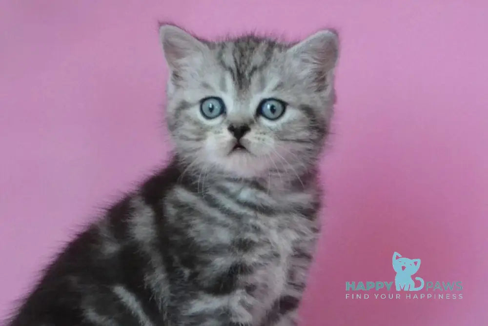 Mark Scottish Straight male black silver tabby live animals