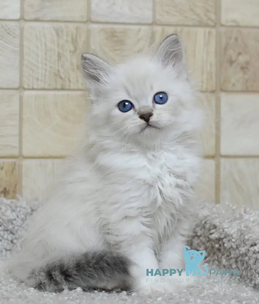 Mark Siberian male blue tabby pointed with white live animals
