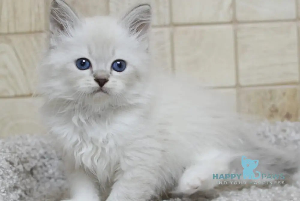 Mark Siberian male blue tabby pointed with white live animals