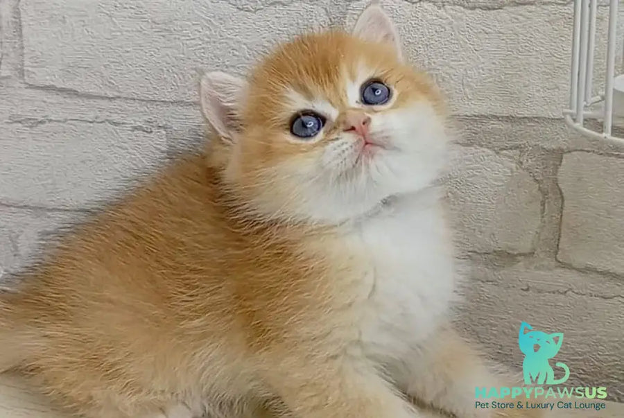 Markiz British Shorthair male black golden chinchilla - live animals