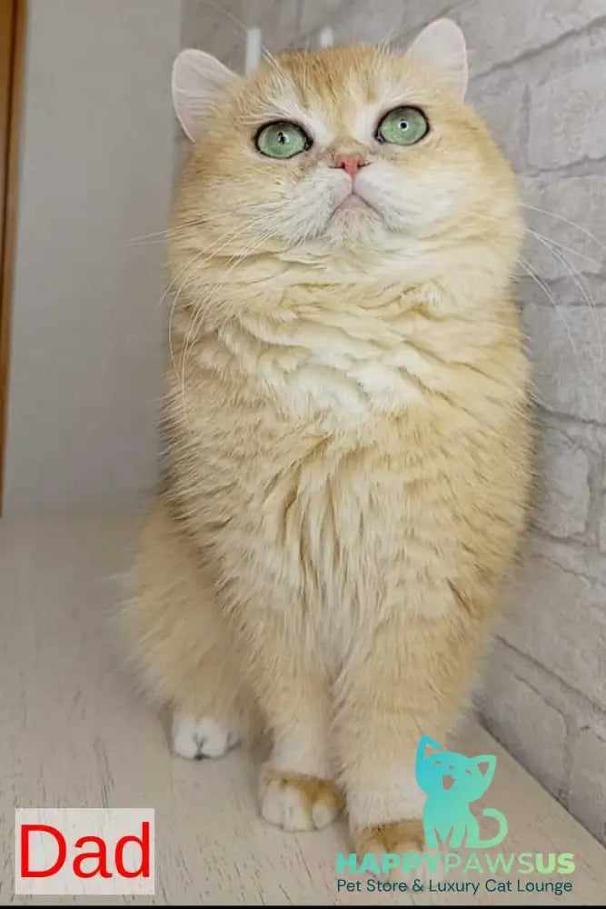 Markiz British Shorthair male black golden chinchilla - live animals