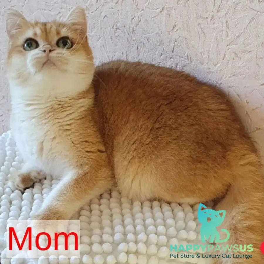 Markiz British Shorthair male black golden chinchilla - live animals