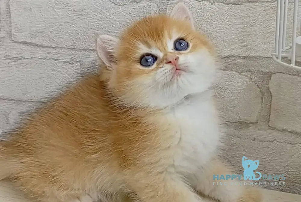 Markiz British Shorthair male black golden chinchilla - live animals