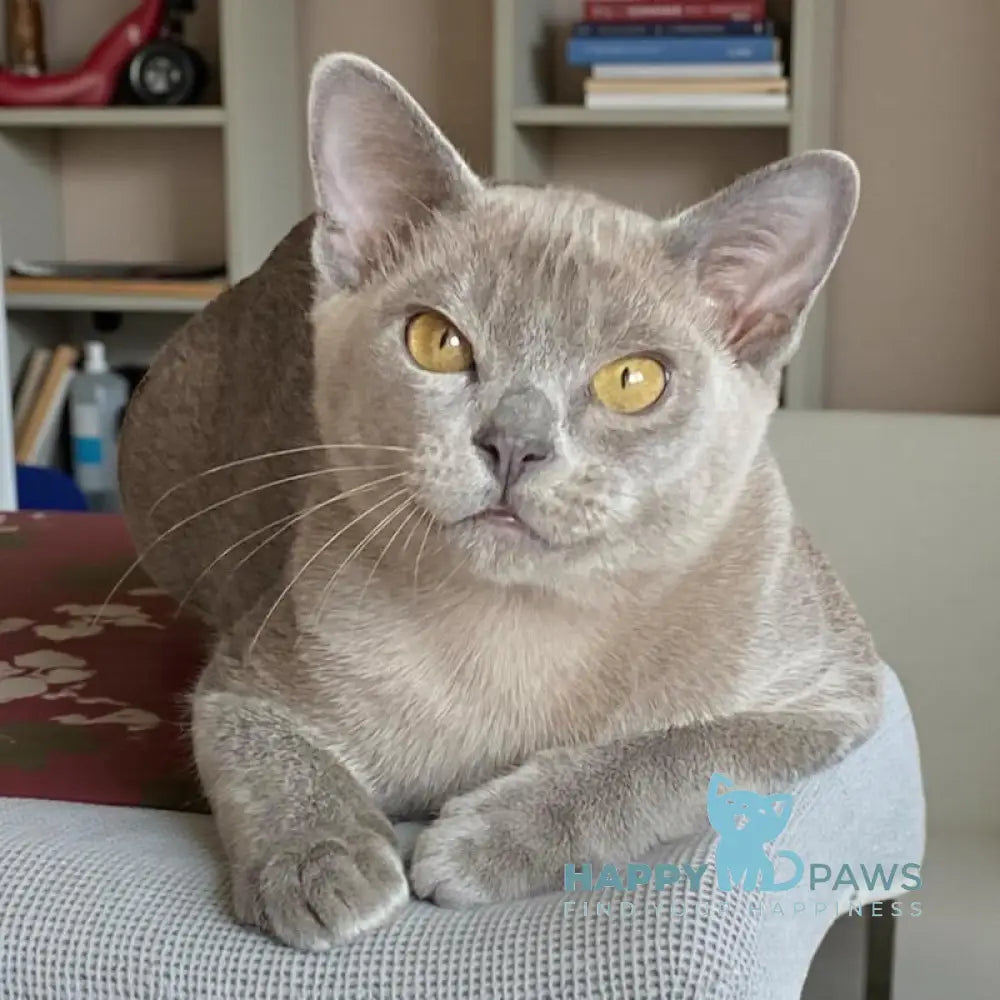 Markiz Burmese male blue live animals