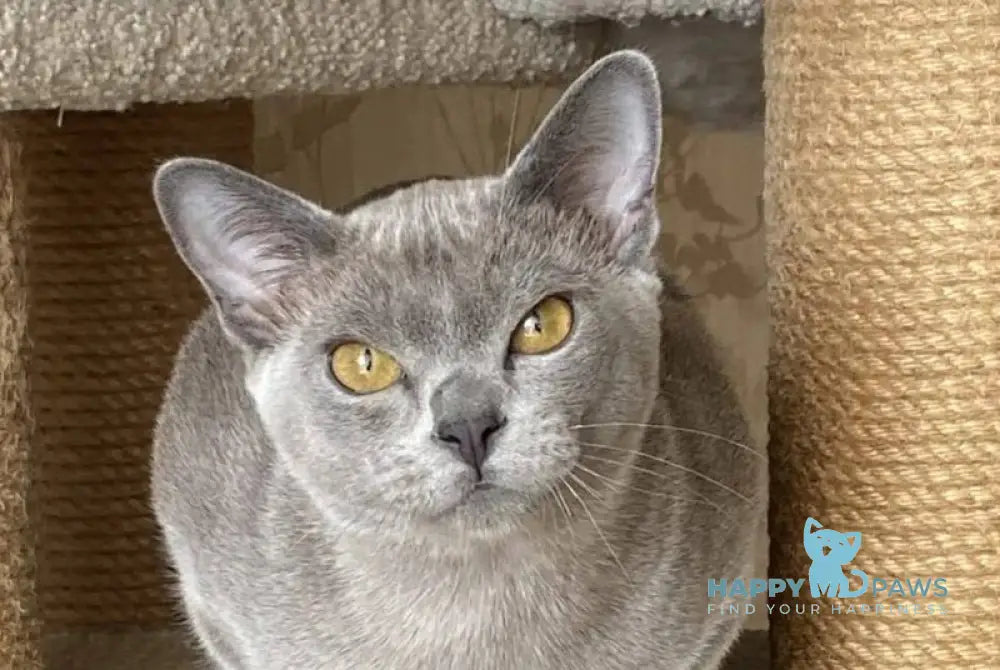 Markiz Burmese male blue live animals