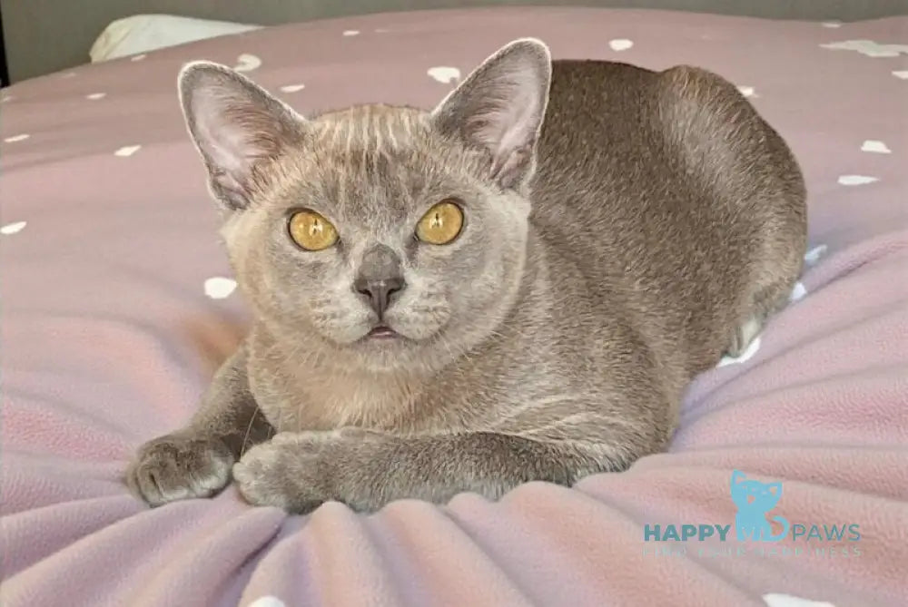 Markiz Burmese male blue live animals