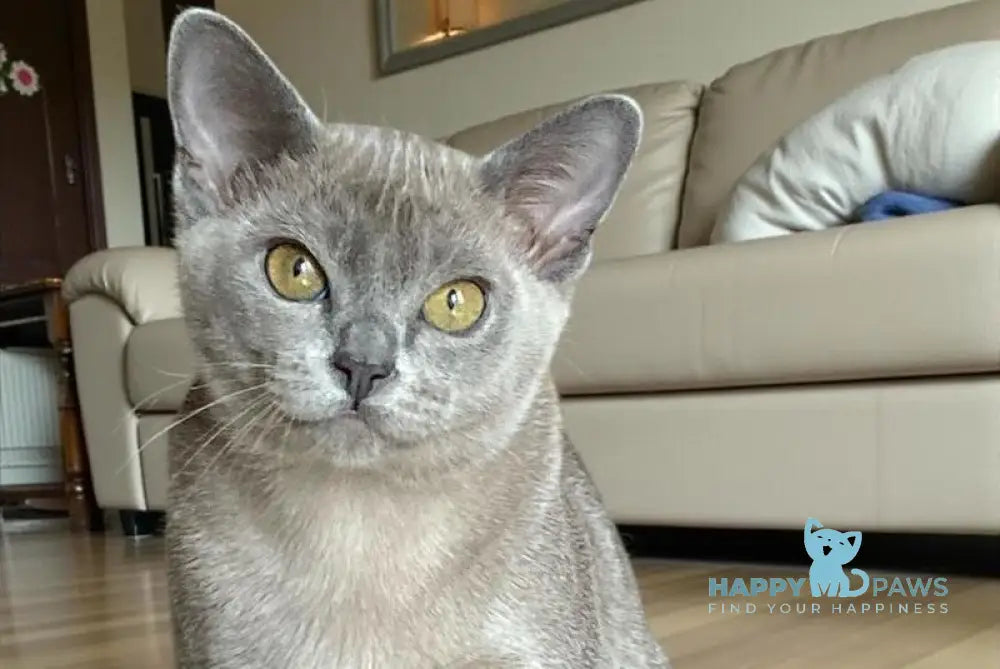 Markiz Burmese male blue live animals