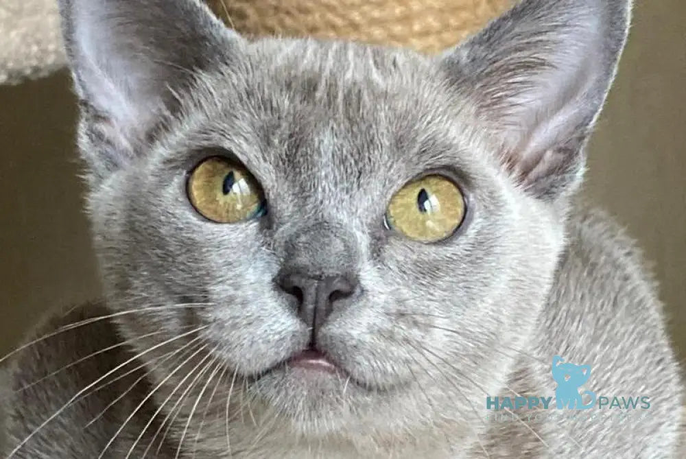 Markiz Burmese male blue live animals