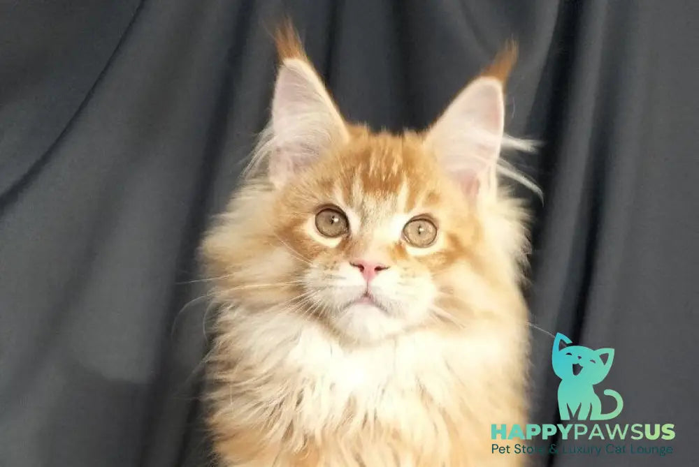 Markiz Maine Coon male red ticked tabby with white live animals