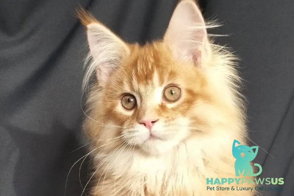 Markiz Maine Coon male red ticked tabby with white live animals