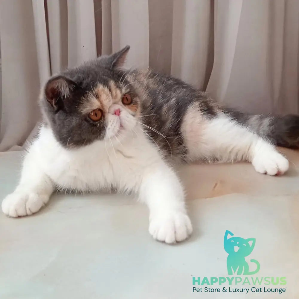 Markiza Exotic female blue tortie bicolour - live animals