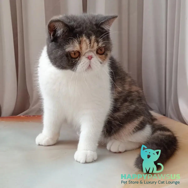 Markiza Exotic female blue tortie bicolour - live animals