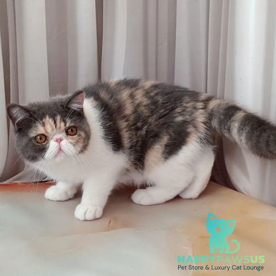 Markiza Exotic female blue tortie bicolour - live animals