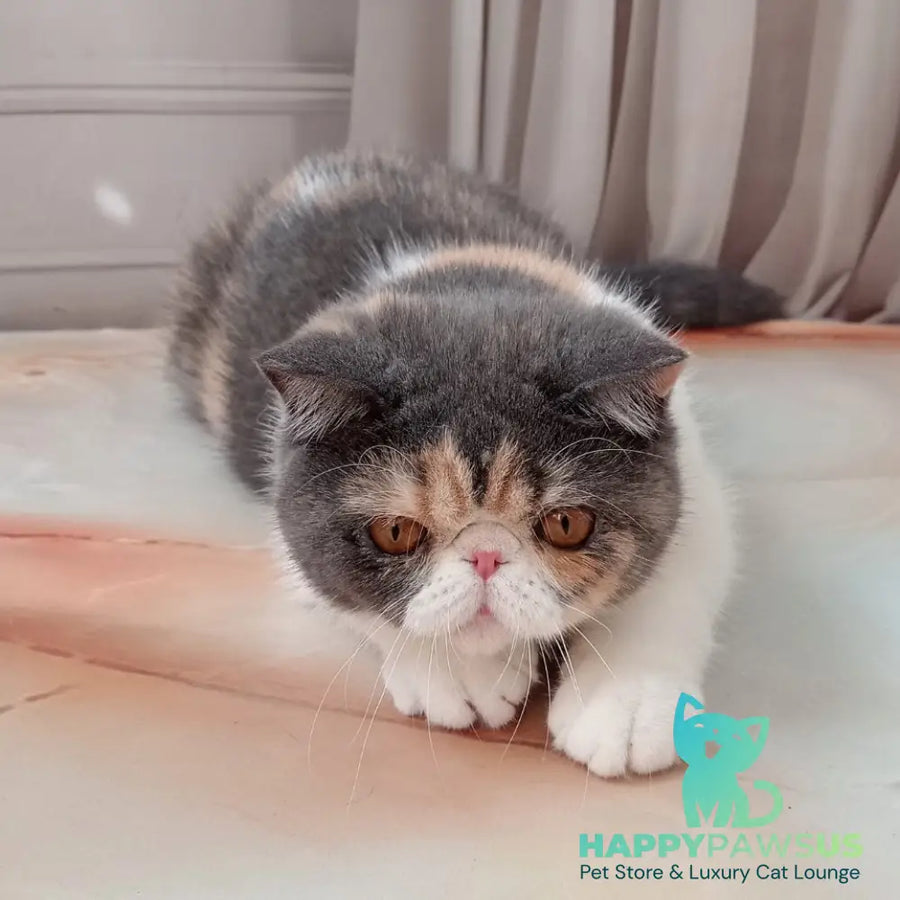 Markiza Exotic female blue tortie bicolour - live animals