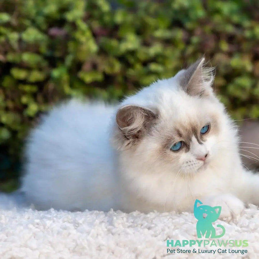 Markiza Ragdoll female blue bicolour - live animals