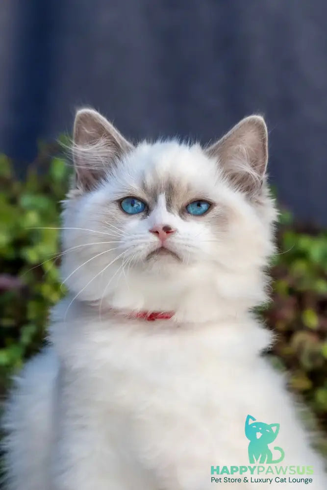 Markiza Ragdoll female blue bicolour - live animals