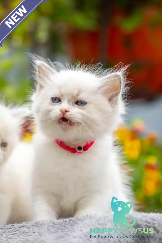 Markiza Ragdoll female blue bicolour - live animals