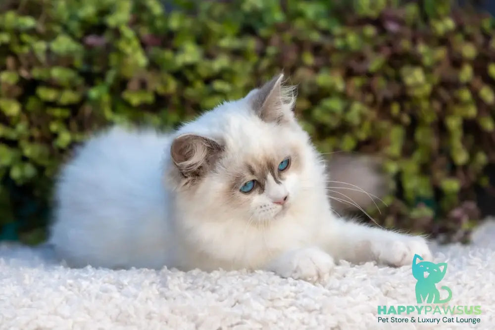 Markiza Ragdoll female blue bicolour - live animals