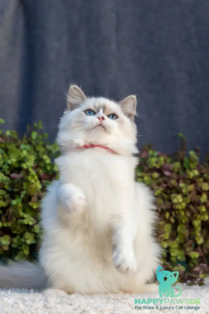 Markiza Ragdoll female blue bicolour - live animals