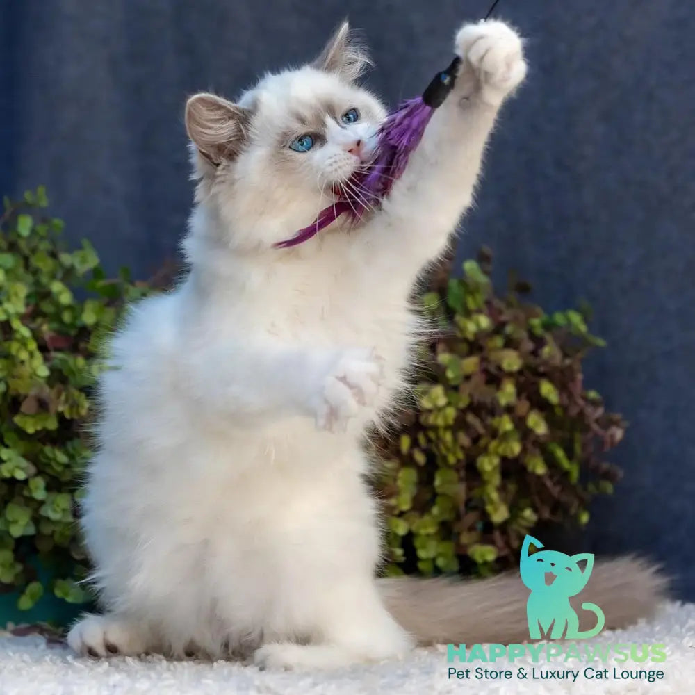 Markiza Ragdoll female blue bicolour - live animals