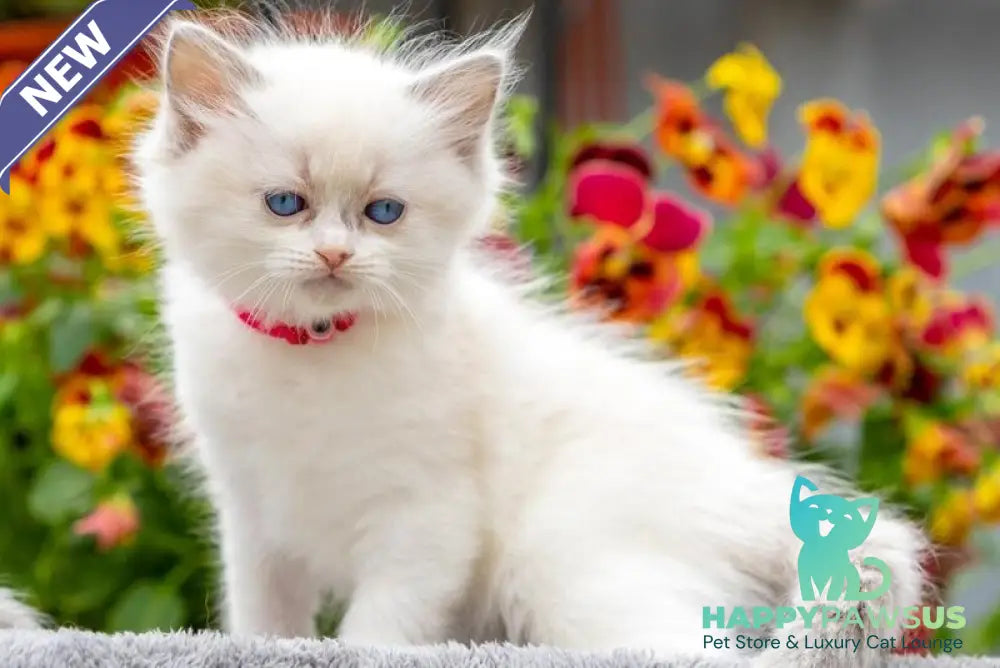 Markiza Ragdoll female blue bicolour - live animals