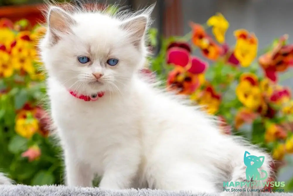 Markiza Ragdoll female blue bicolour - live animals