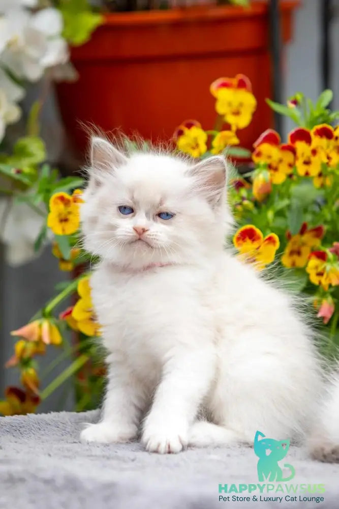 Markiza Ragdoll female blue bicolour - live animals