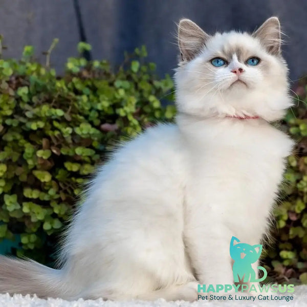 Markiza Ragdoll female blue bicolour - live animals