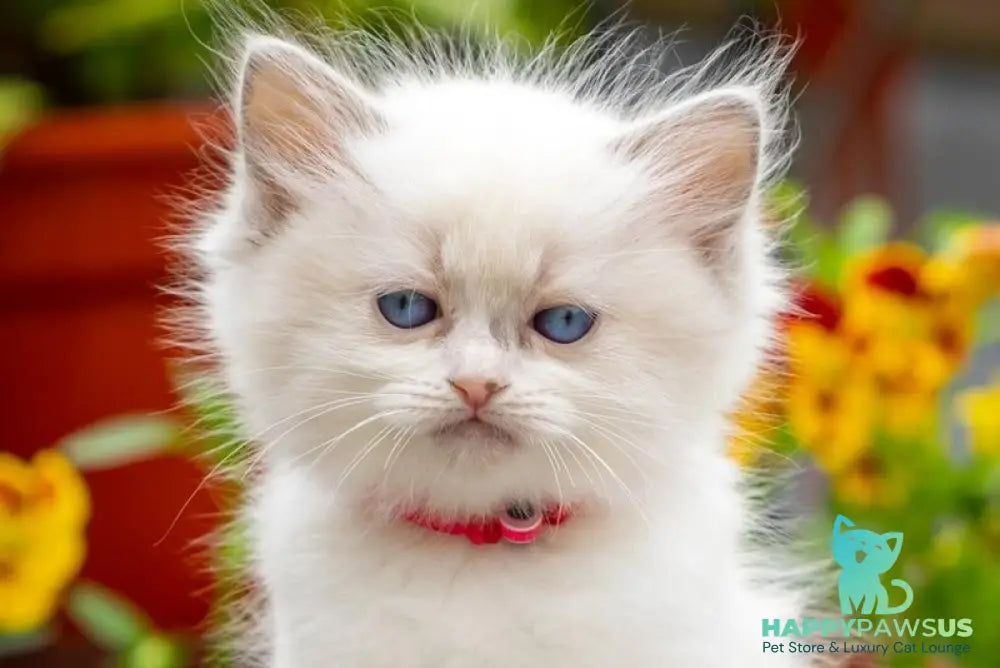 Markiza Ragdoll female blue bicolour - live animals