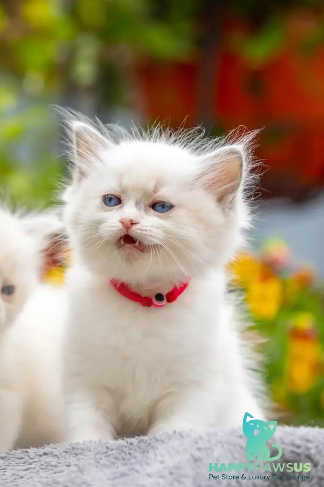 Markiza Ragdoll female blue bicolour - live animals