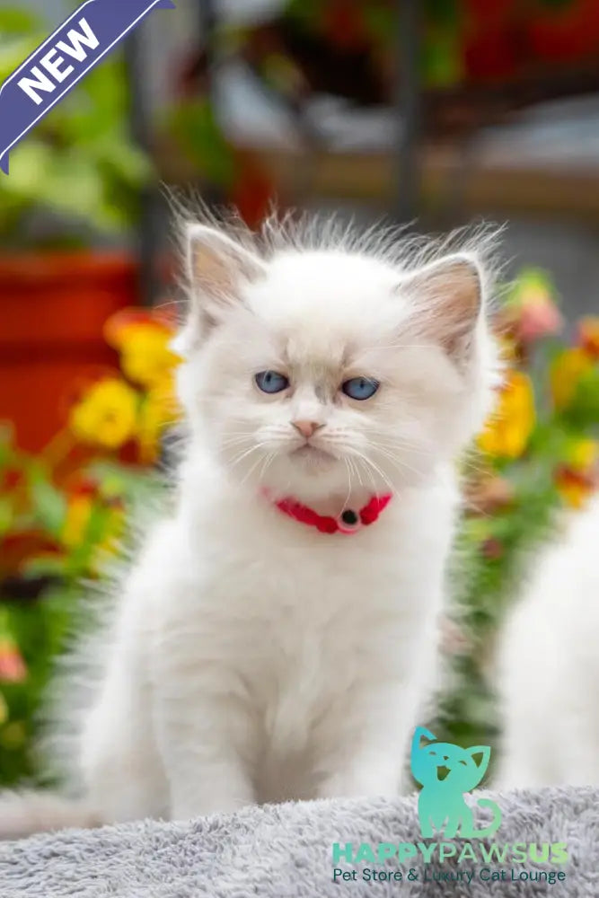 Markiza Ragdoll female blue bicolour - live animals