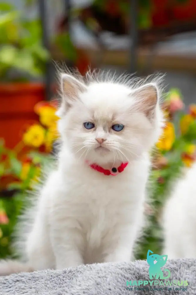 Markiza Ragdoll female blue bicolour - live animals