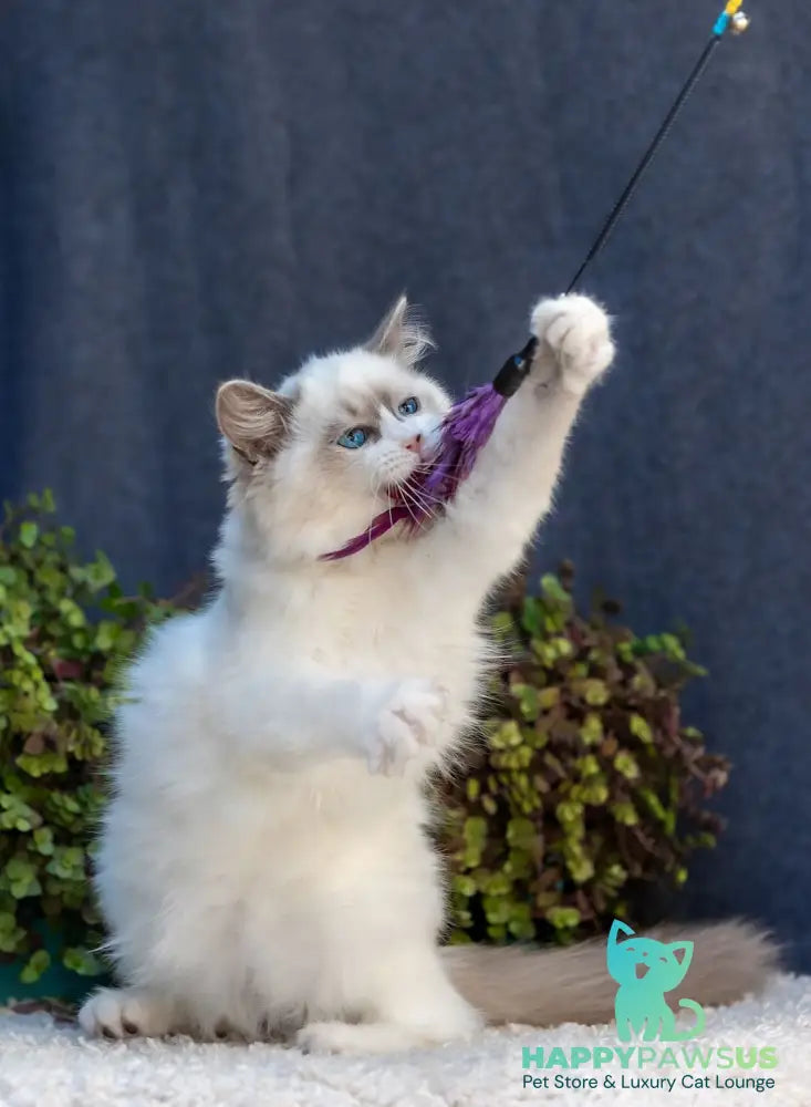 Markiza Ragdoll female blue bicolour - live animals