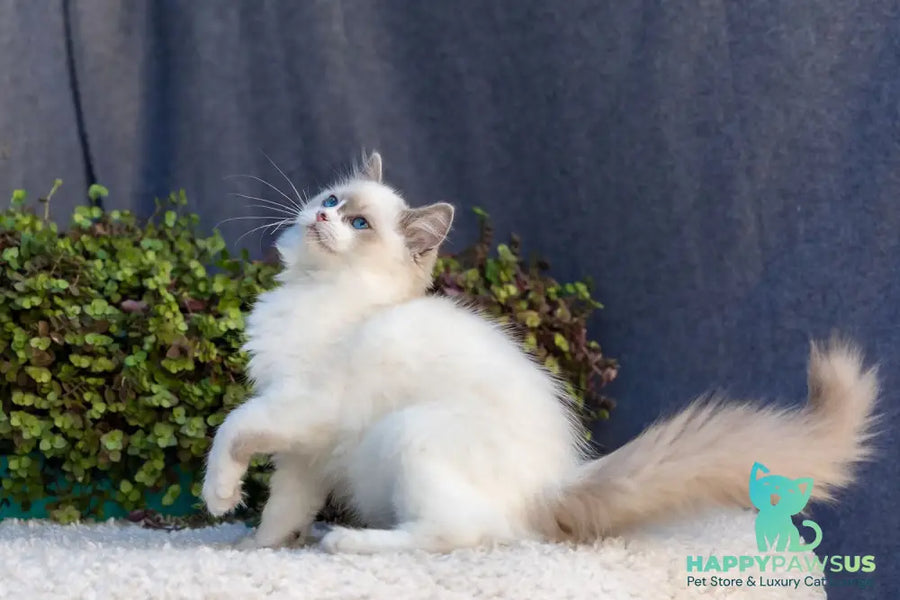 Markiza Ragdoll female blue bicolour - live animals