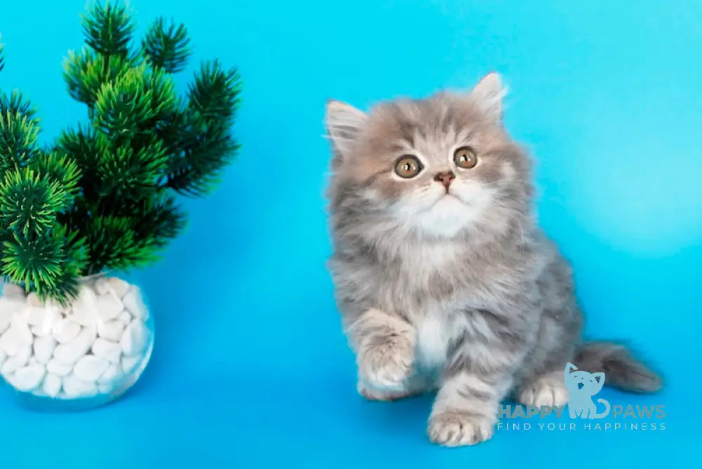 Markus British Longhair male blue tabby live animals