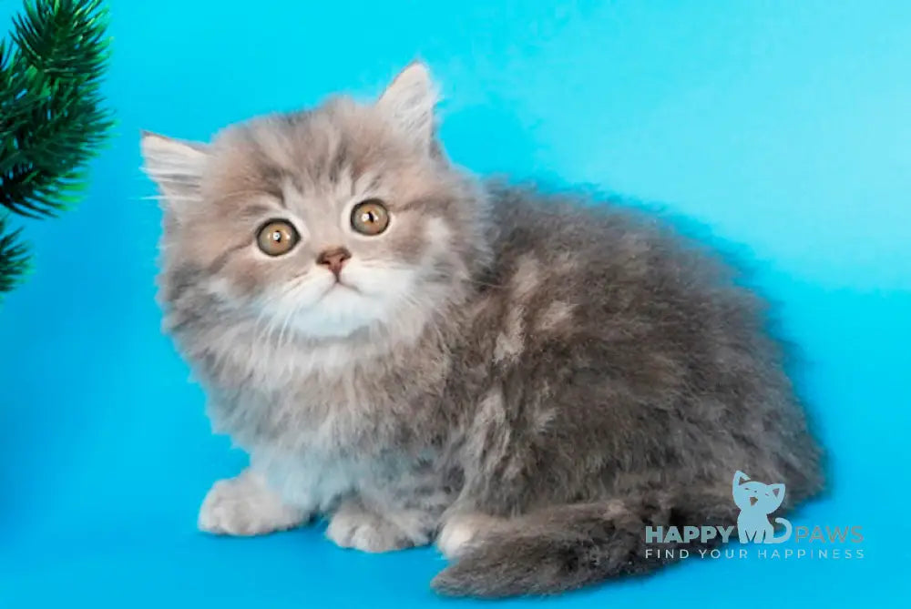 Markus British Longhair male blue tabby live animals