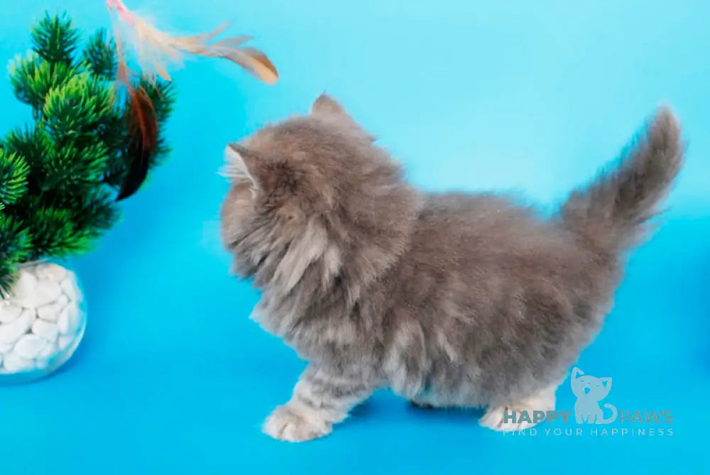 Markus British Longhair male blue tabby live animals