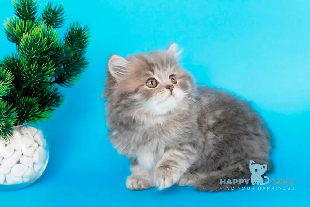 Markus British Longhair male blue tabby live animals