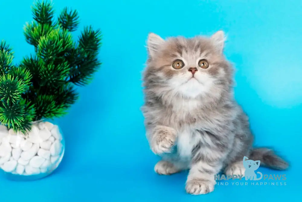 Markus British Longhair male blue tabby live animals