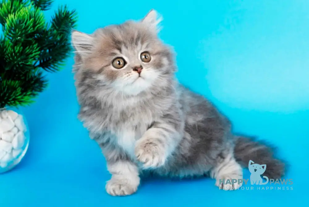 Markus British Longhair male blue tabby live animals