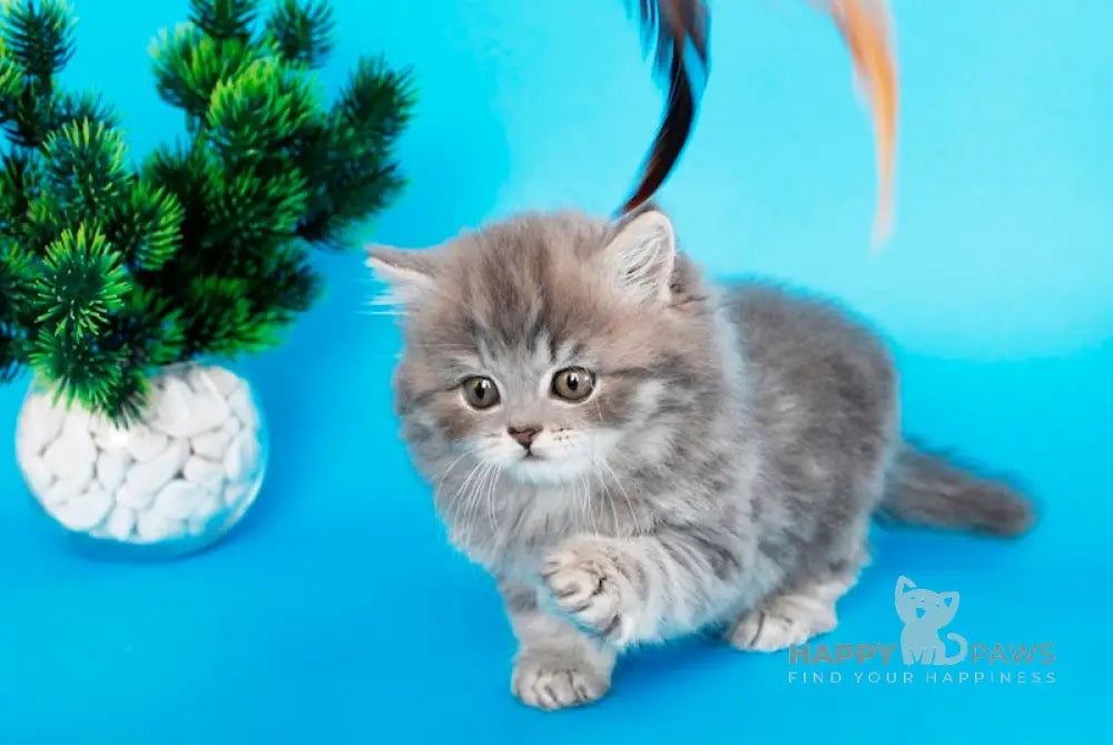 Markus British Longhair male blue tabby live animals