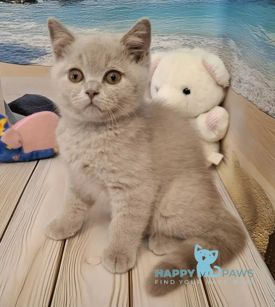 Markus British Shorthair male lilac live animals