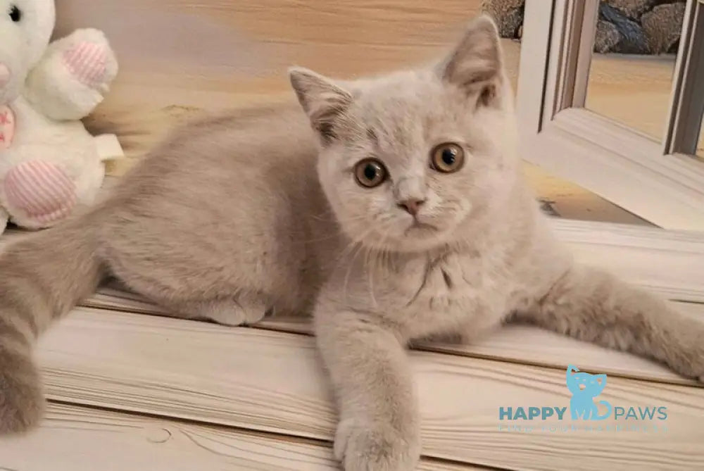 Markus British Shorthair male lilac live animals