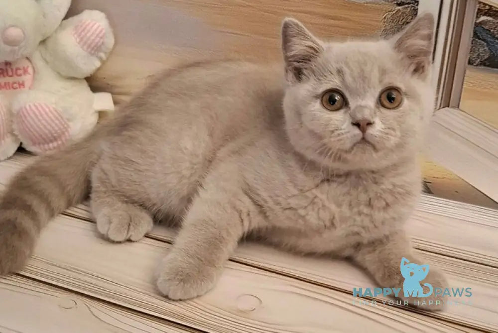 Markus British Shorthair male lilac live animals
