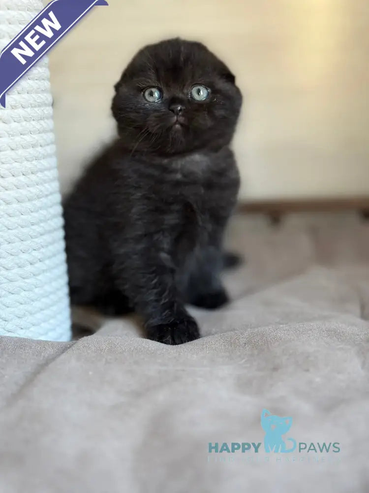 Markus Scottish Fold male black live animals