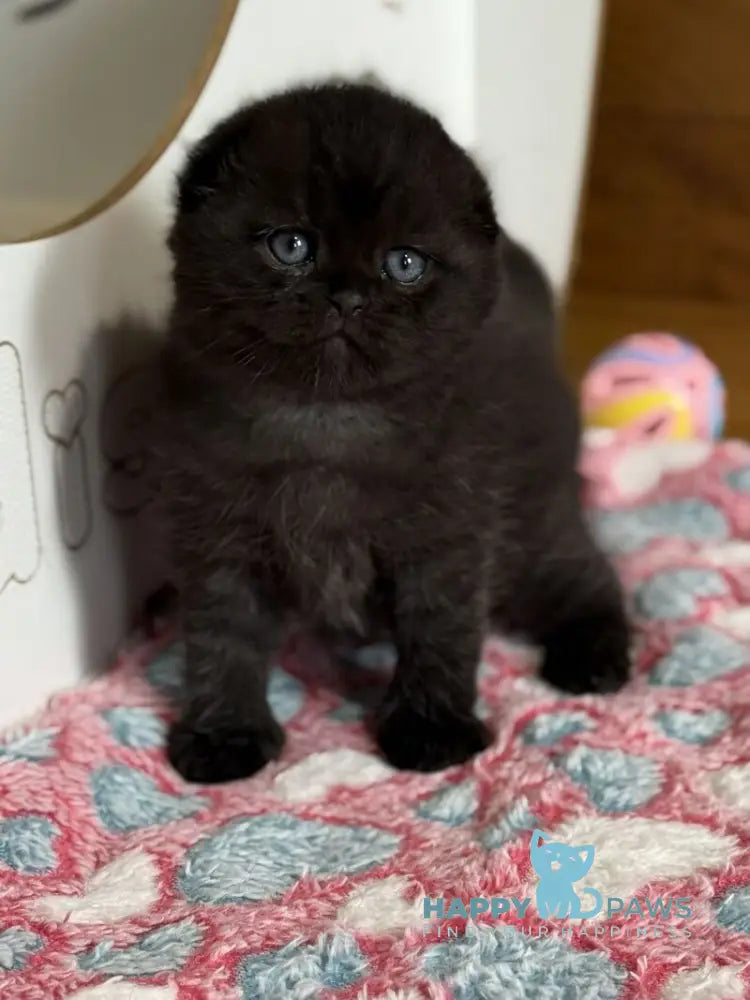Markus Scottish Fold male black live animals