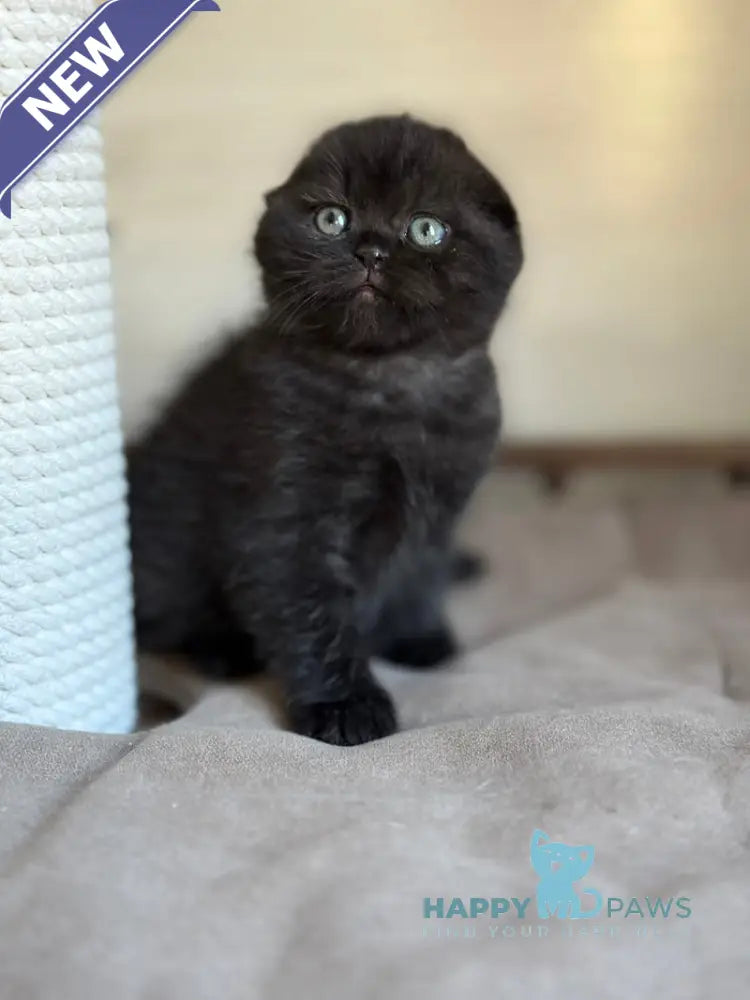 Markus Scottish Fold male black live animals