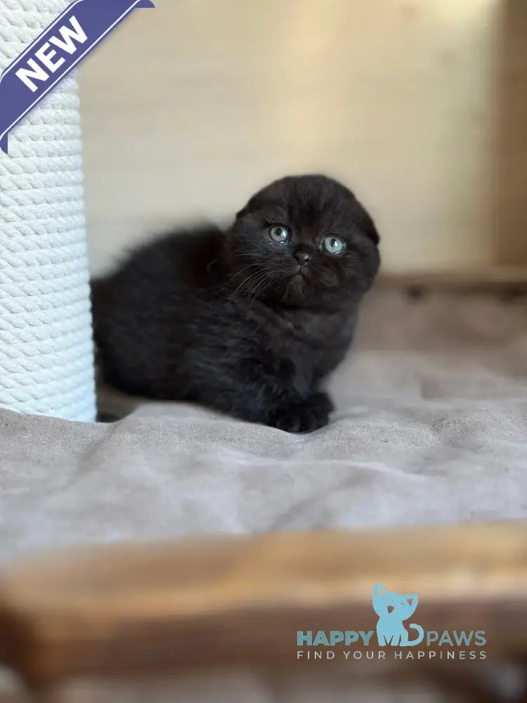 Markus Scottish Fold male black live animals